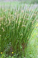 Juncus effusus (common rush)