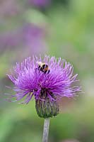 Cirsium heterophyllum (Melancholy thistle) with bumble bee