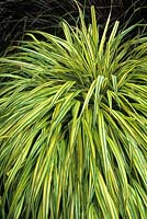 Hakenochloa macra Aureola Yellow leaved grass with arching foliage
