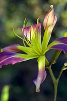 Hemerocallis 'Cerulean Star' Day Lily