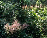 Astilbe x arendsii Woodland bed with Pulmonaria