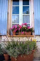 Terracotta planters window box with pink flowering Petunia purple Lavender Village house in rural France