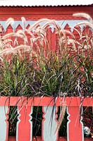 Pennisetum setaceum Purpureum Red fountain grass planted on balcony of building in Barbados
