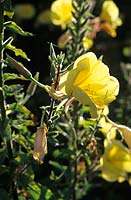 Oenothera biennis Evening Primrose Yellow flower Wild