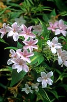 Jasminum x stephanense Jasmine Pink flowered fragrant climber