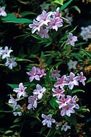 Jasminum x stephanense Jasmine Pink flowered fragrant climber