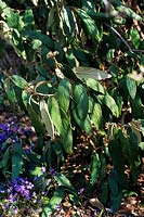 Viburnum rhytidophyllum semi evergreen shrub in winter bed with tiny purple flowered bulb Scilla sp