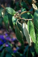 Viburnum rhytidophyllum semi evergreen shrub in winter bed with tiny purple flowered bulb Scilla sp