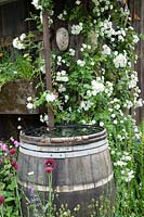 Barrel water butt with white climbing rose & wildflowers RHS Chelsea 2007