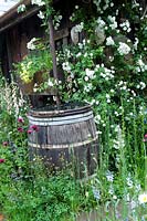 Wildflower meadow with climbing white rose & rustic water butt