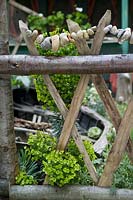 Rustic chestnut fence with Euphorbia characias subsp wulfenii