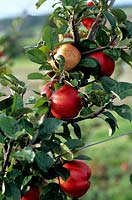 Malus domestica Ecklinville Apple Ecklinville An old cooking apple originating from Northern Ireland