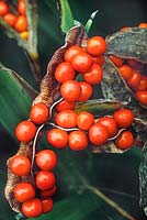 Iris foetidissima orange seeds with green foliage