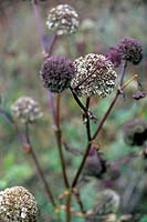 Angelica gigas Korean angelica Foliage florets in autumn winter