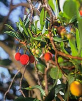 Arbutus unedo Rubra Strawberry Tree fruit foliage