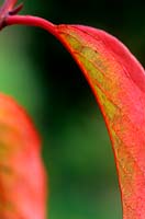 Rehderodendron macrocarpum leaves in striking red autumn colours