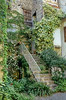 Variegated Hedera or Ivy climbers growing up old house wall
