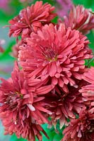 Dendranthema 'Duchess of Edinburgh' or Chrysanthemum