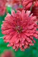 Dendranthema Duchess of Edinburgh Chrysanthemum