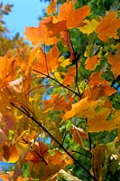 Leaves turning colour Fall color in New England