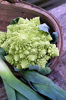 Brassica oleracea Botrytis Group Romanesco Romanesco broccolis close up