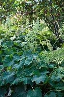 Heuchera villosa Autumn Bride in border