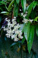 Pileostegia viburnoides in flower with Clematis armandii foliage RBG Edinburgh