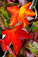 Liquidambar styraciflua Sweet Gum Satinwood or Red Gum Autumn foliage in red orange yellow