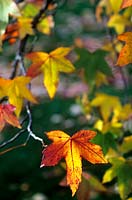 Liquidambar styraciflua Sweet Gum Satinwood or Red Gum Autumn foliage in red orange yellow