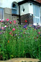 Urban street front garden turned to a wildflower meadow Nigel Dunnet Sheffield