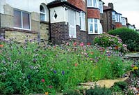 Urban street front garden turned to a wildflower meadow Nigel Dunnet Sheffield