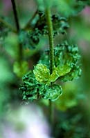 Mentha spicata var Crispa Curly Mint