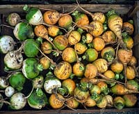 Turnips Golden Ball Manchester Market Yellow green white vegetables newly harvested dirty in a wooden crate