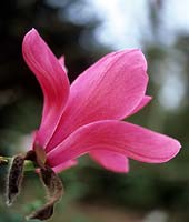 Magnolia sprengeri var diva Magnolia Deciduous tree with rich deep pink flowers in spring