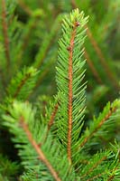 Picea abies Norway Spruce Close up of foliage at Bedgebury National Pinetum Forest Park Lane Goudhurst Kent