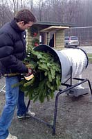 Christmas tree being loaded into machine for wrapping in protective plastic mesh for sale