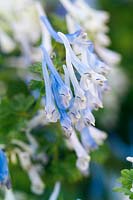 Corydalis flexuosa Balang Mist close up of blue/white flower