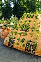 'Shipping News'. Large builders bags with soil & lettuces. Installation by Topher Delaney at Gunnebo Festival of Gardens