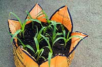 Orange grow bags with corn plants. 'Shipping News' by Topher Delaney (USA) at Gunnebo House, Gothenburg Garden Festival