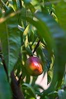Nectarine (Prunus persica) fruit & leaf