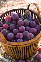 Basket of newly picked plums