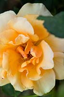 Rosa 'Brandy' ('Brandy' rose, Hybrid Tea rose)