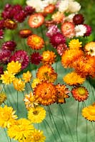 Everlasting flower (Helichrysum cv) wired and drying in an oasis foam block