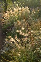 Stipa calamagrostis (pheasant grass), Hordeum jubatum (Foxtail barley, Squirrel tail grass)