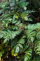 Mahonia bealei (Leatherleaf mahonia) foliage & flower