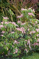 Pieris japonica (Lily of the valley bush)