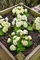 Wooden box planter with yellow flowering Primroses. The Lost Gardens of Heligan