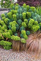 Garden border with Euphorbia characias x wulfenii (spurge) and Carex comans Bronze form at Holmes Farm, Ayrshire, Scotland