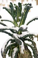 Cavolo nero 'Nero di Toscana’ (Tuscan kale) foliage covered with snow