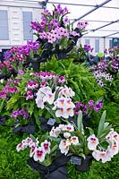 Miltonia 'Haute Tombette', on the Eric Young Orchid Foundation stand at RHS Chelsea Flower Show 2010, Gold Medal Winner